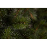 Новогодняя елка TRIUMPH TREE, Лесная Красавица стройная, 155 см, зеленая 73902